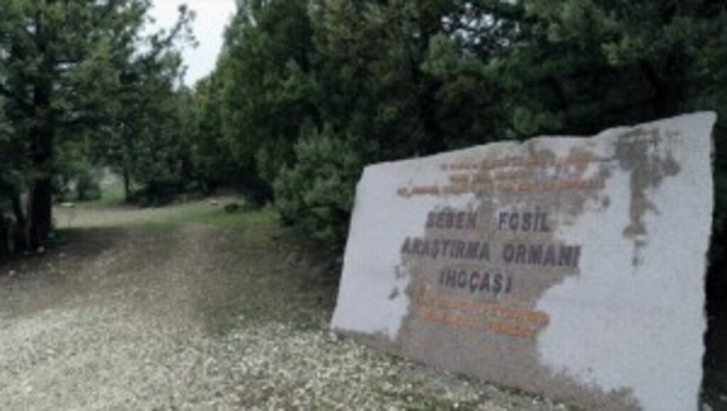 Türkiye'nin ilk 'fosil ormanının' UNESCO Dünya Miras Listesi'ne alınması için çalışma başlatıldı