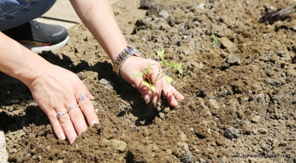 Atakum Belediyesi AtaTohum Merkezi’nde yazlık üretim sezonu başladı