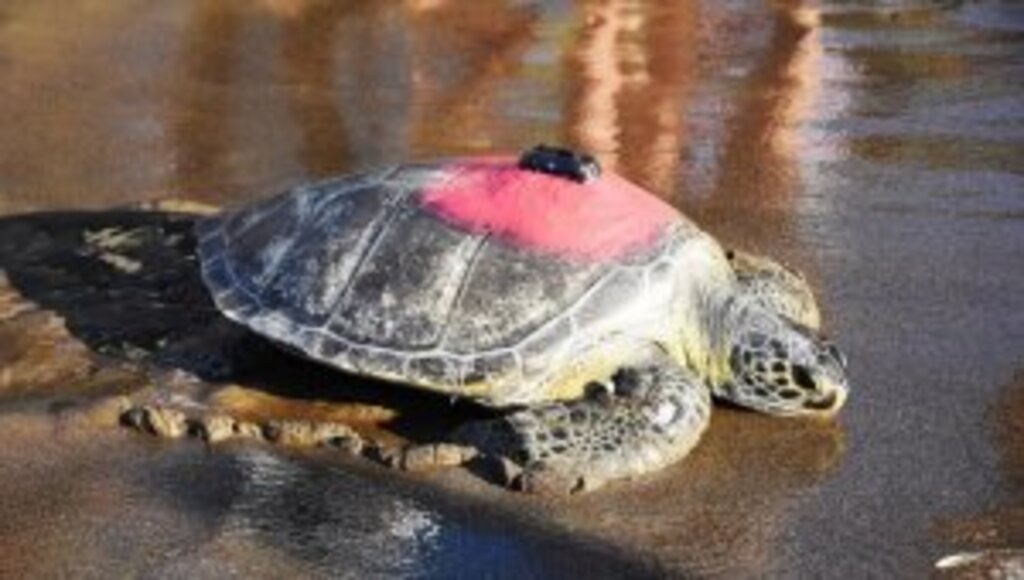 Uydudan izlenen yeşil deniz kaplumbağası 'Talay' 3 günde 30 kilometre yol aldı