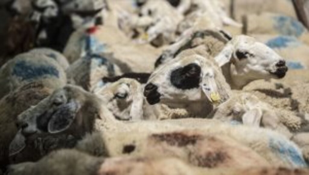 Diyanet uyardı ! kurbanlık alırken 'faizli işlemler yapmayın' 