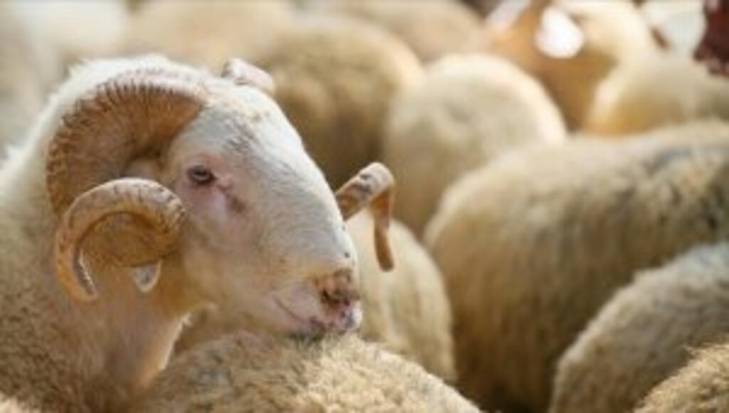 Kurban satış ve kesim yerlerinde Kovid-19 tedbirleri uygulanacak