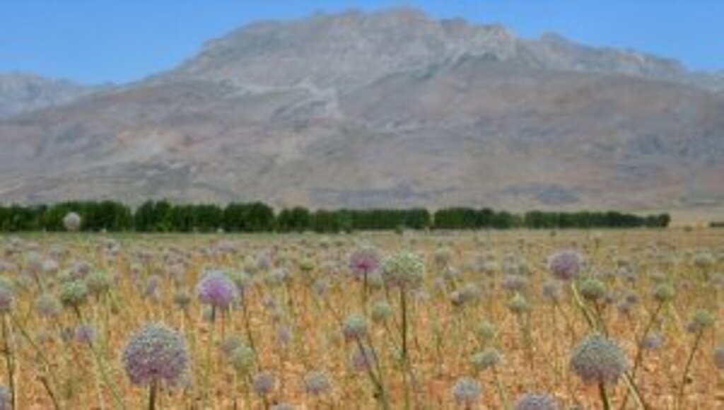 Tunceli'de 2 bin rakımda yetişen 'dağ sarımsağı' kadınların iş kapısı oldu