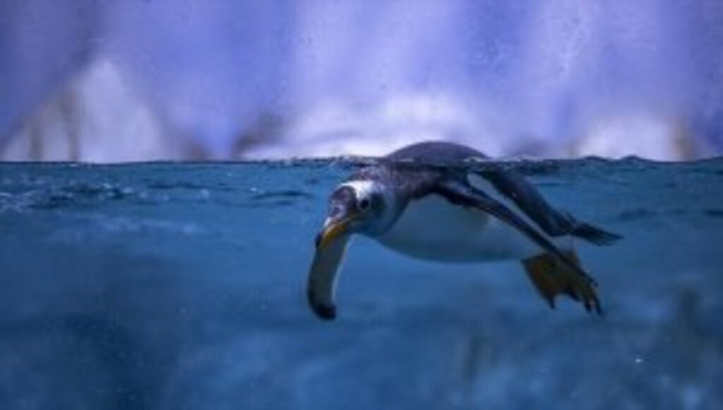 Türkiye'nin ikinci bebek kutup pengueni ilgi odağı oldu