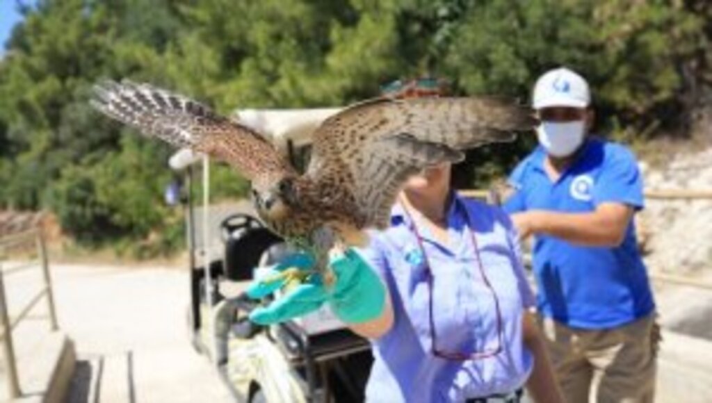 Yaralı yırtıcı kuşlar, tedavilerinin ardından özgürlüğe kanat çırpıyor