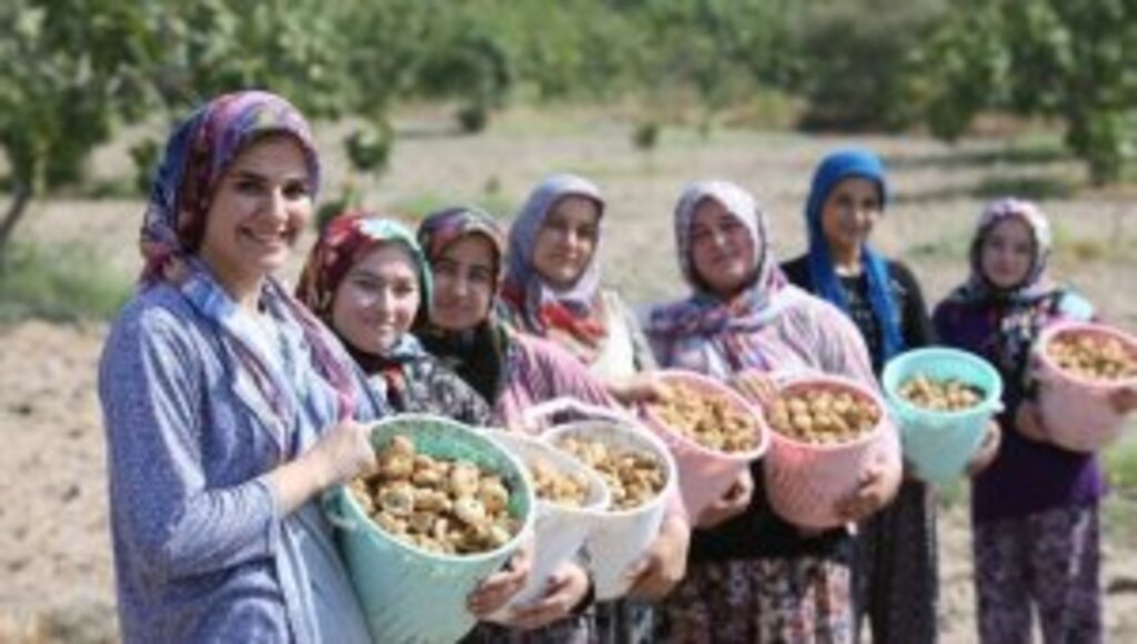 İncirinde hasat heyecanı