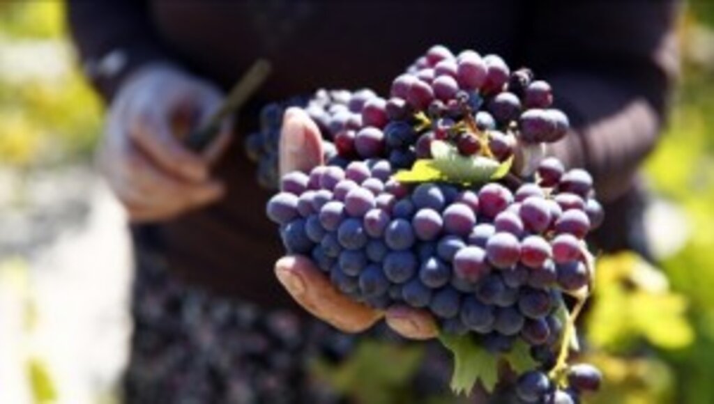 Kayseri'deki Koramaz Vadisi'nde bağ bozumu zamanı