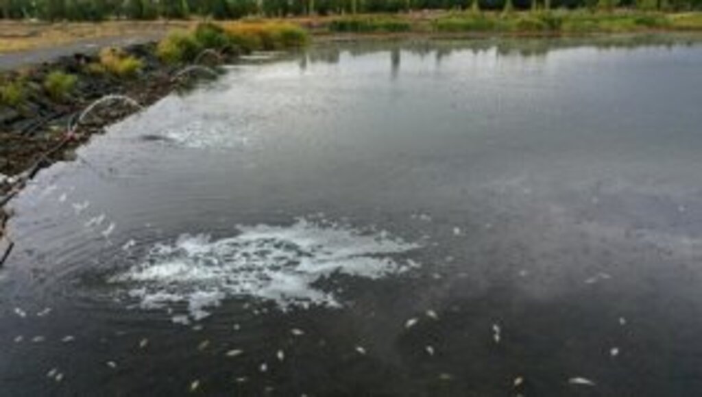 Kuraklıktan etkilenen Ulaş Gölü'nde balık ölümlerini önlemek için çalışma başlatıldı