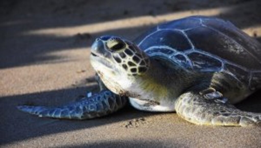 Küresel ısınma yüzünden caretta carettaların güzergahı değişti