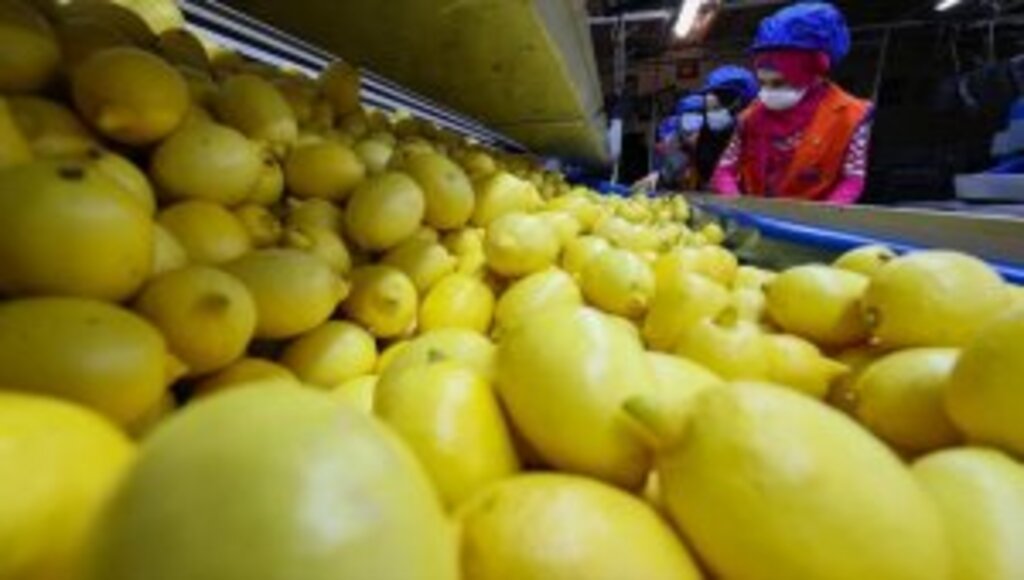 Limon ihracatında hedef 300 milyon dolar 