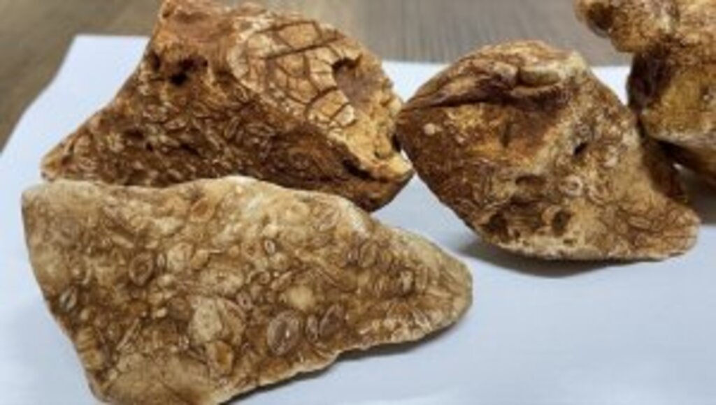 Adıyaman'da 40 milyon yıllık 4 fosil bulundu