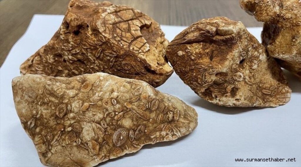 Adıyaman'da 40 milyon yıllık 4 fosil bulundu