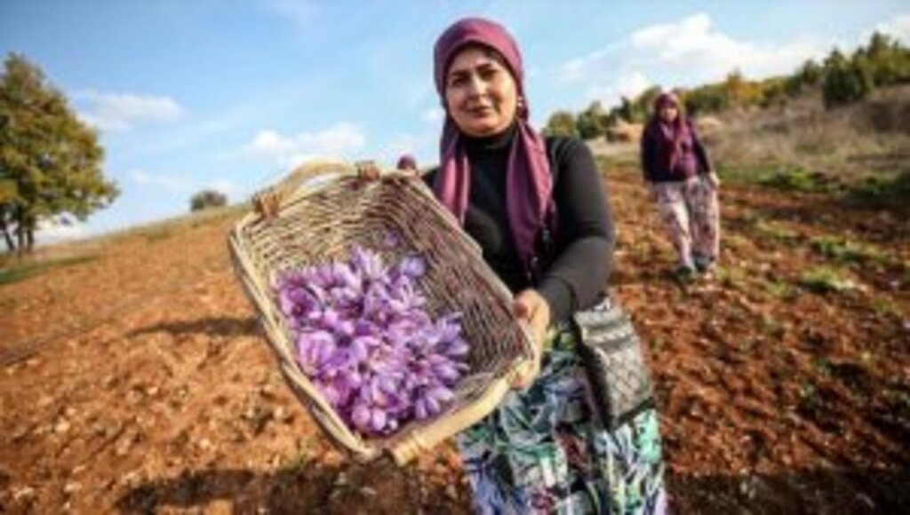 Çiftçinin yüzü güldü
