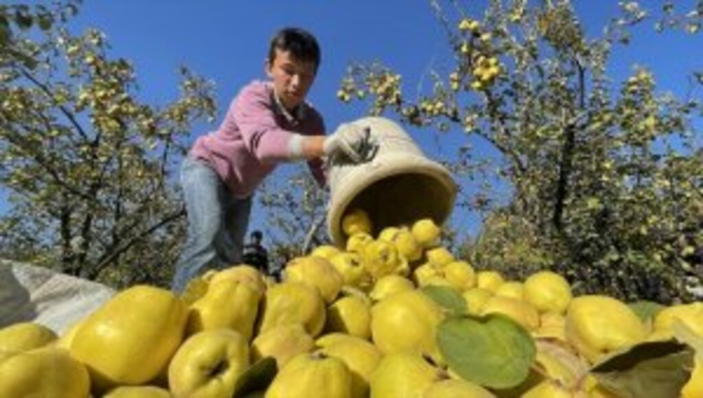 Şahinkaya ayvası 10 ülkeye ihraç ediliyor