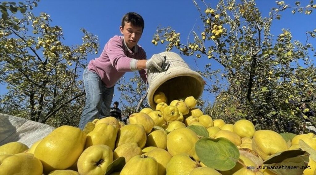 Şahinkaya ayvası 10 ülkeye ihraç ediliyor