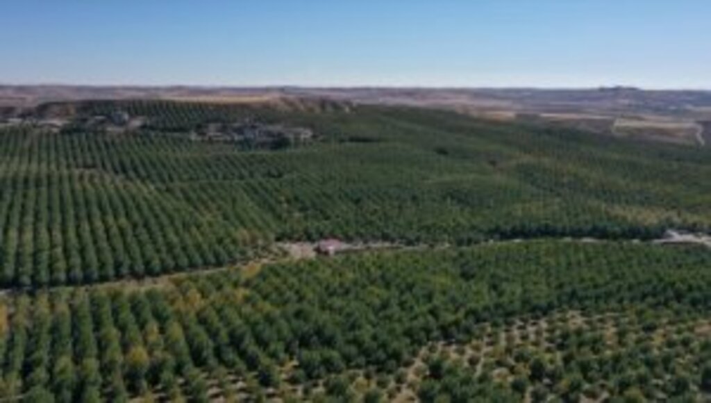 Türkiye'nin en büyük kapama ceviz bahçesinde 600 ton ceviz hasat edildi