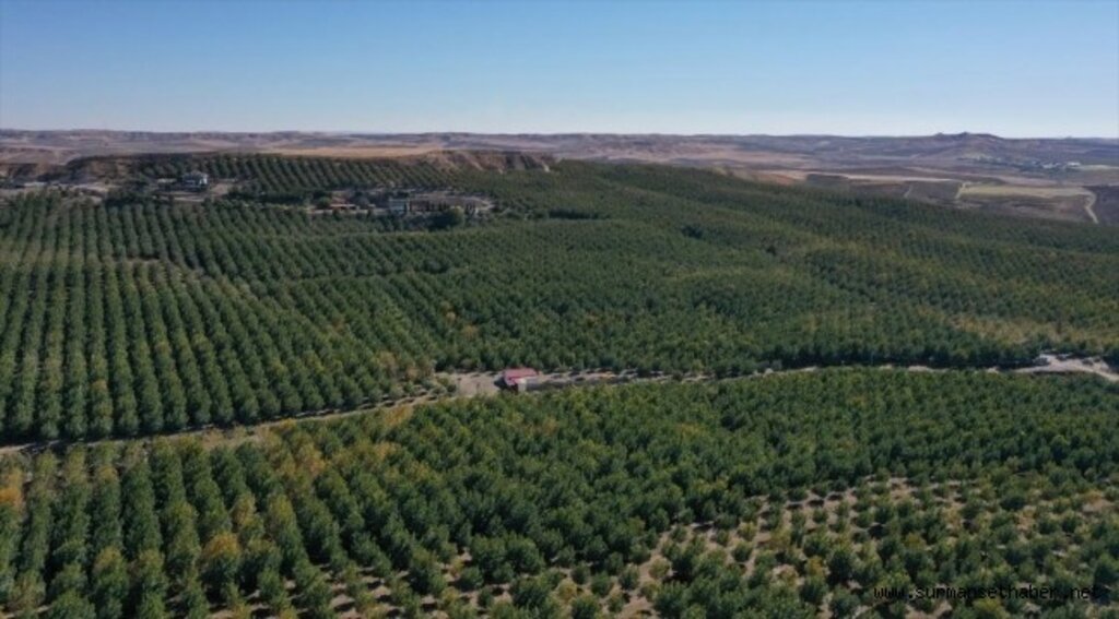 Türkiye'nin en büyük kapama ceviz bahçesinde 600 ton ceviz hasat edildi