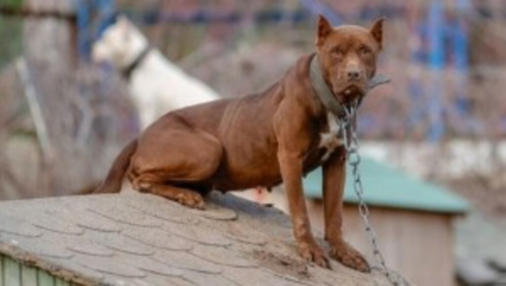 Antalya'daki hayvan barınağı 'tehlikeli tür' köpeklere yuva oldu