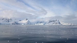 Antarktika'da 'dünyanın en büyük balık üreme kolonisi' keşfedildi