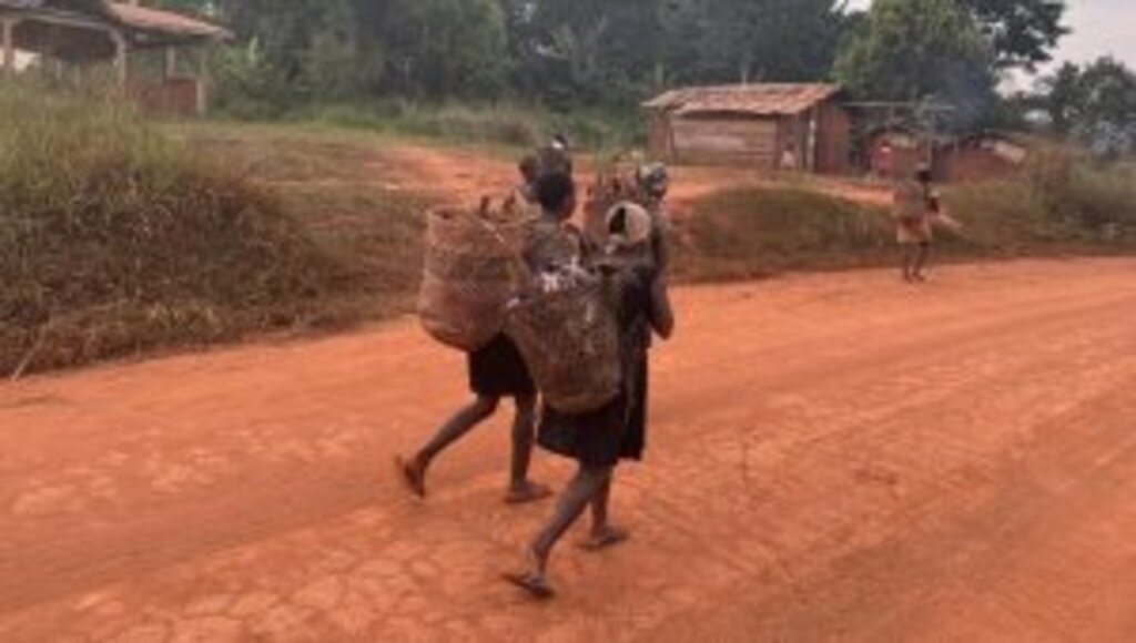 Kamerun'da Pigmeler 5 bin yıldır yaşadıkları ormanlardan zorla çıkartılıyor