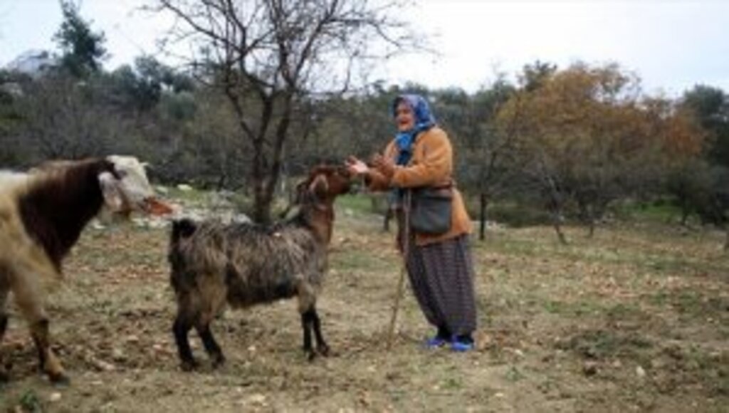 Torosların kadın çobanı hayvanlarına evladı gibi bakıyor