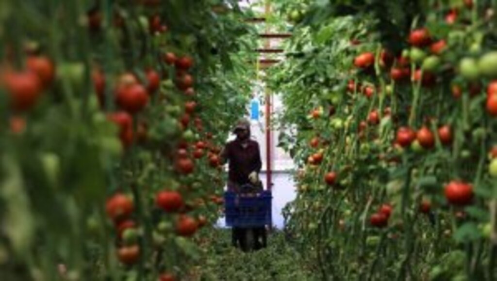 Türkiye'de 2021 yılında 124 milyar TL'lik tarımsal varlık sigortalandı