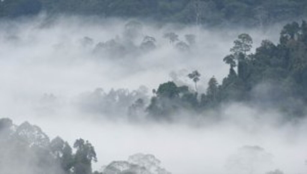 Amazon yağmur ormanları için 'kritik eşik' uyarısı