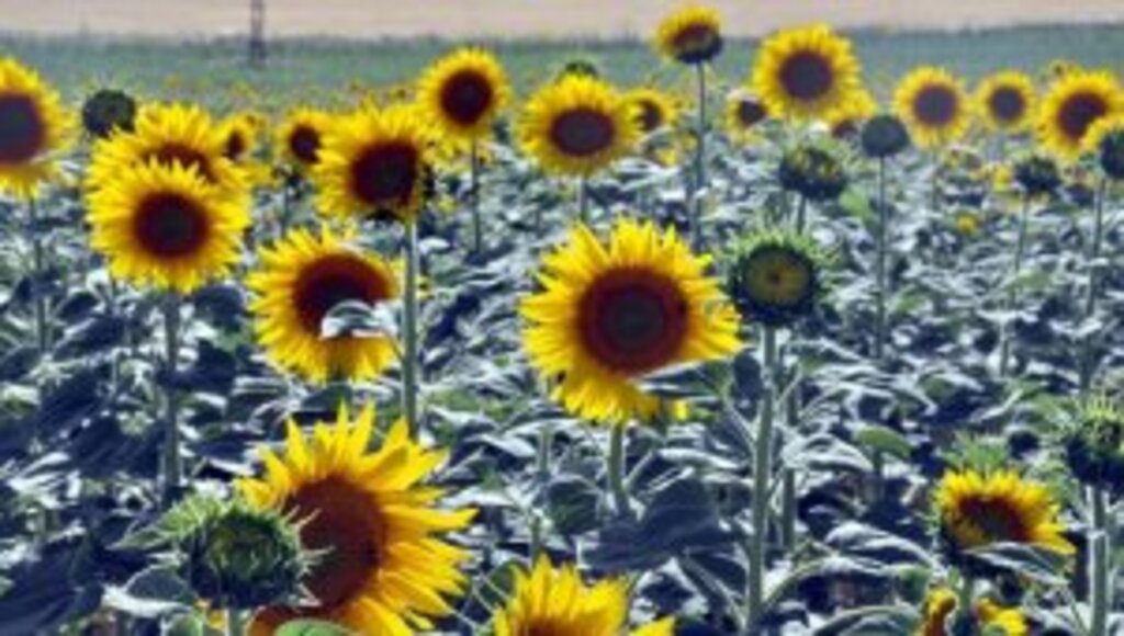 Ayçiçeği üretiminde 4 ilde 7 bölgeye daha destek verilecek
