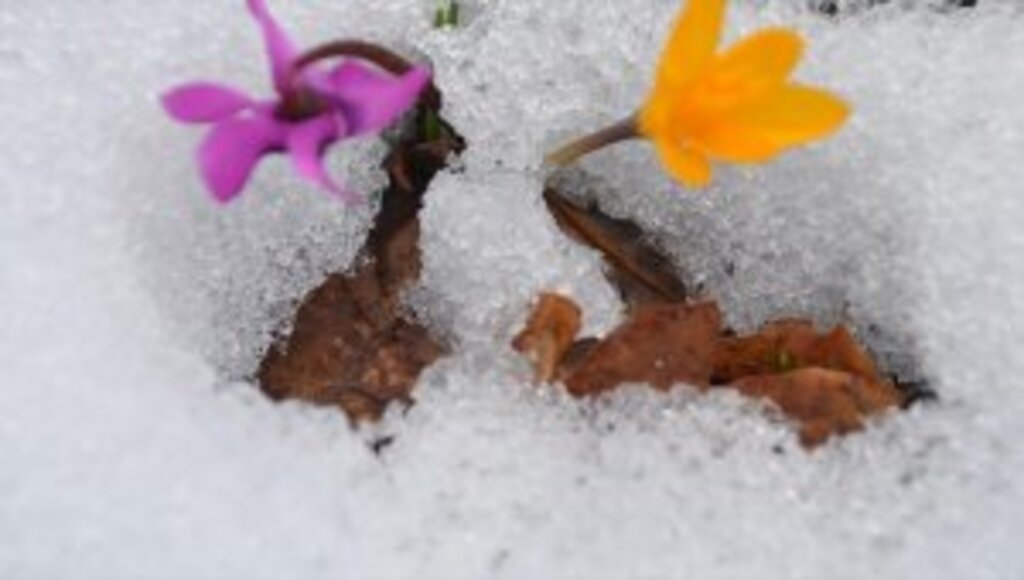 Bolu'da baharın müjdecisi çiğdemler çiçek açtı