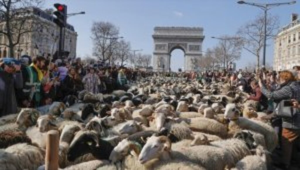 Paris caddeleri koyunlarla doldu