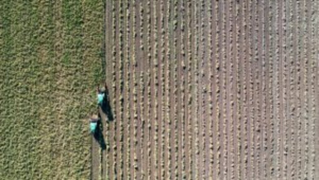 Tarımsal destekleme ödemeleri başlıyor