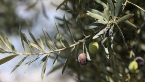 Tirilye zeytini yetiştiriciliğinin korunması için UNESCO'ya başvuruldu