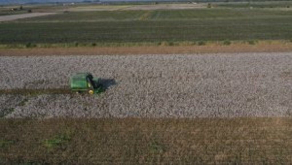 Türkiye'de pamuk ekim alanının 100 bin hektar artması bekleniyor