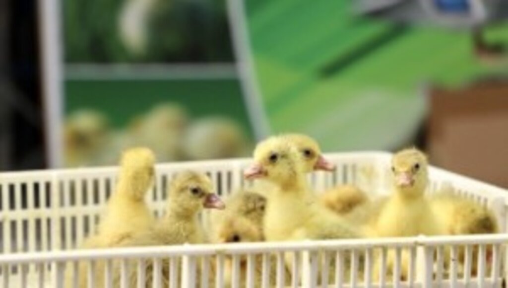 ÇARŞAMBA BELEDİYESİ İLK KAZLARI SAHİBİNE TESLİM ETTİ