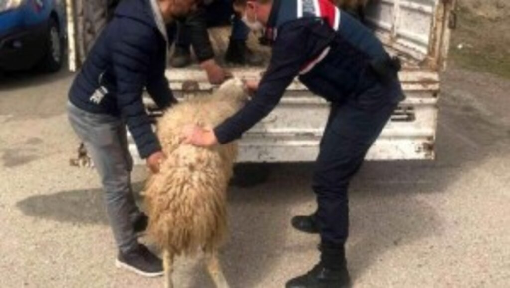 Kayıp Hayvanlar Jandarma Tarafından Bulundu