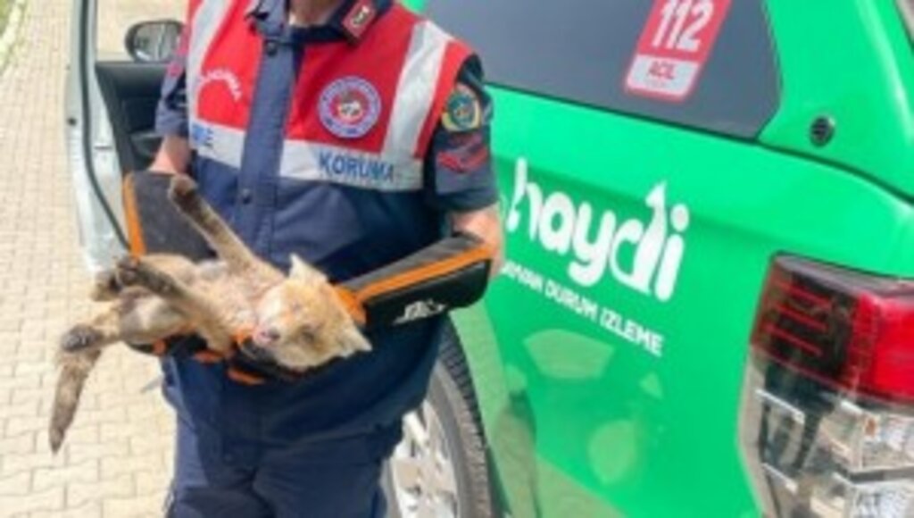 Yaralı Tilkiye Jandarma Şefkati: Yürümekte Zorluk Çekiyordu, Yardımına Ekipler Koştu
