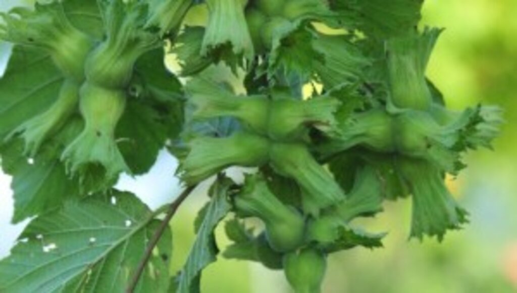 Ferrero Fındık’tan fındık hasat dönemi için tarımsal uygulama önerileri