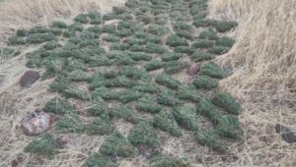 Eren Abluka-34 Narko Terör Operasyonları Kapsamında 335 Bin Kök Skunk 180 Bin 200 Kök Kenevir İle 493 Kilogram Kubar Esrar Ele Geçirildi