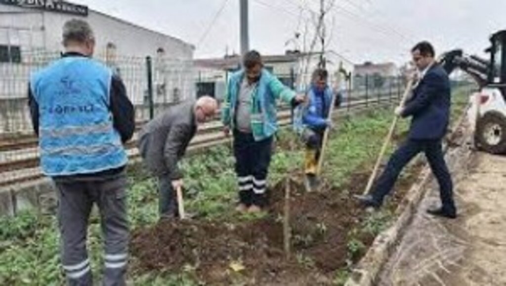 Tekkeköy’de 1500 fidan toprakla buluştu
