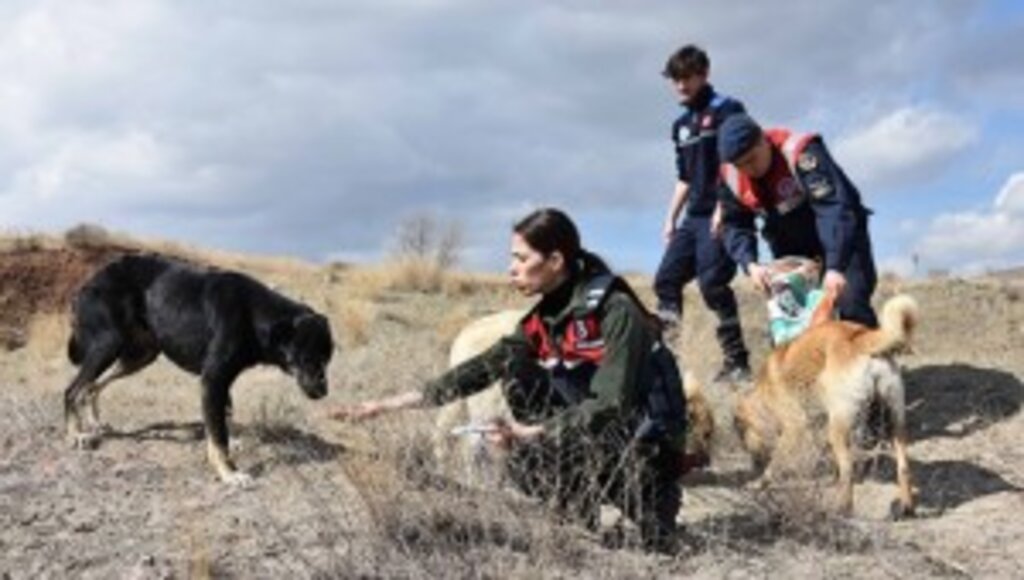 Kırıkkale'de Jandarma Ekipleri Sahipsiz Köpeklere Reflektörlü Tasma Takıyor