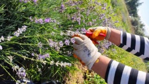 Lavanta Yağı Üretimden İlk Hasat Yapıldı
