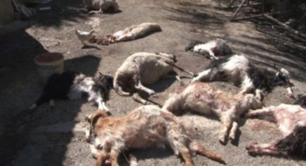 Bakan Yerlikaya’dan ‘köpek’ saldırısına soruşturma emri