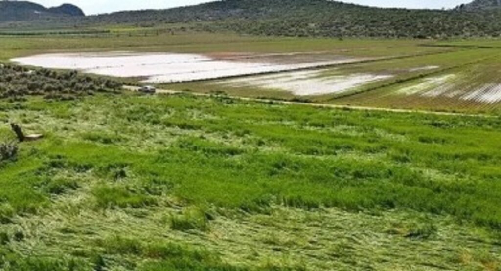 Ardahan'da yağışlar tarımı vurdu