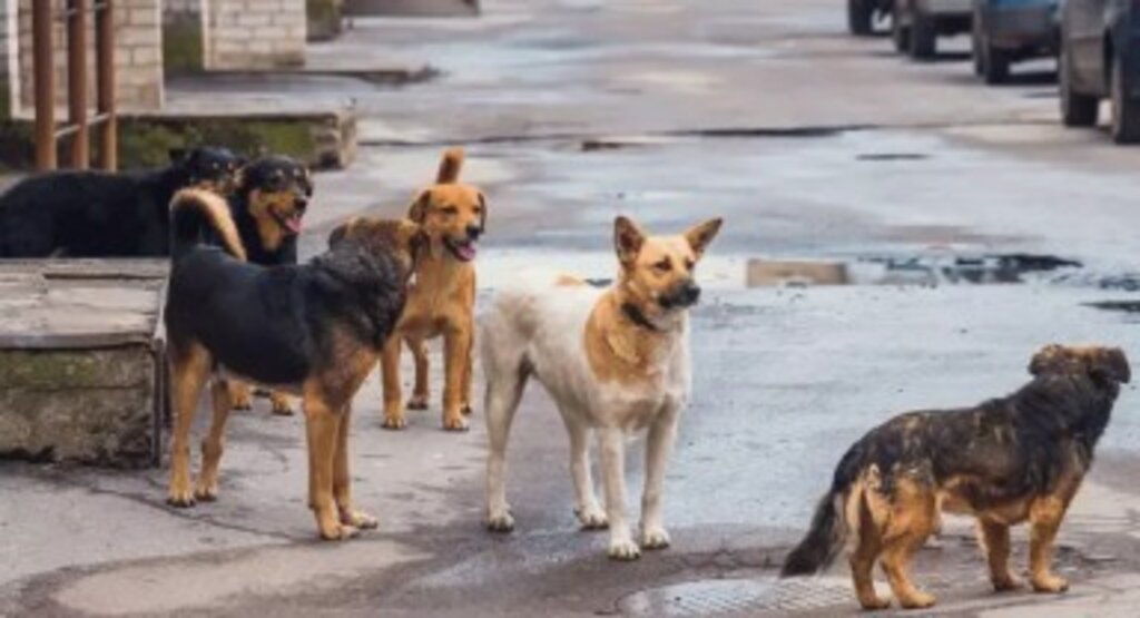 Başıboş Köpek Kanun'unda Son Nokta!