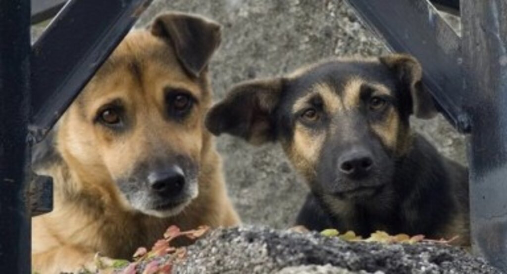 Başıboş köpeklere ilişkin kanun teklifi Meclis’ten geçti