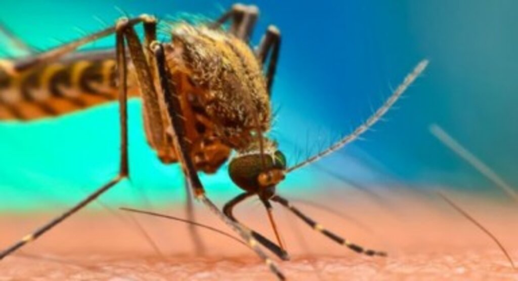 Batı Nil virüsü: Türkiye’de yeniden görülmeye başlandı