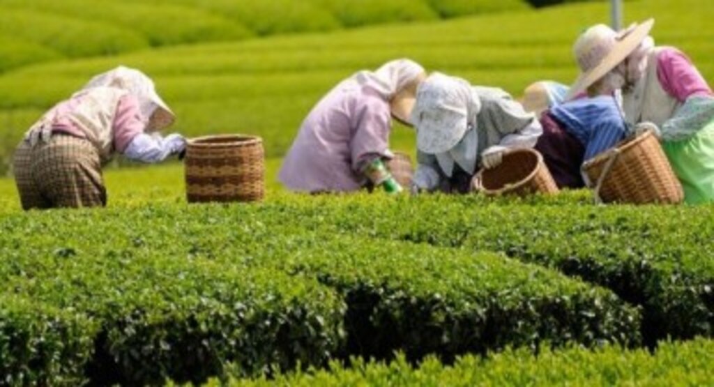 Çaykur: Hasat süreci aceleye getirilmemeli