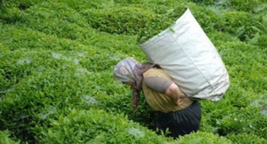 Çaykur yaş çay torbası ile çay alımı yapmayacak