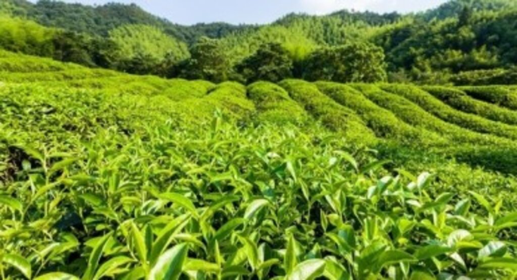Çaykur yaş çay ve Organik çay ödemelerini yapıyor