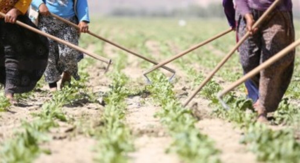 Çiftçilere Müjde! Bitkisel Üretim Desteği Geliyor