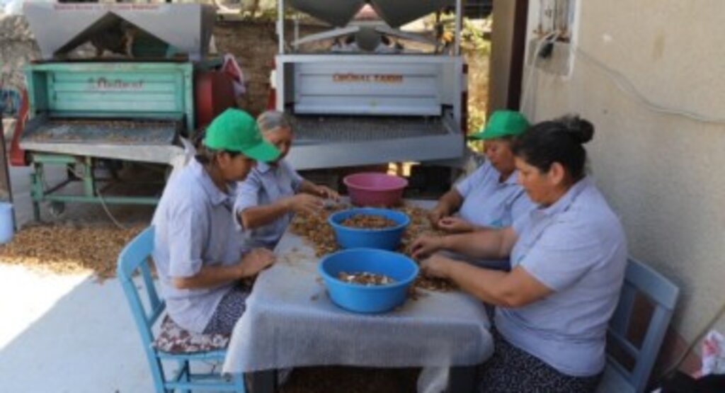Muğla Tarımı Dünyaya Açılıyor